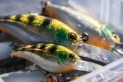 Shimano Yasei Cover Crank F 11 Shimano Yasei Cover Crank F -Shimano Shop LUYASCCFSR07RBTr 4